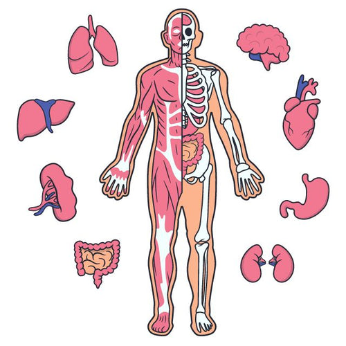 Basic human anatomy activities